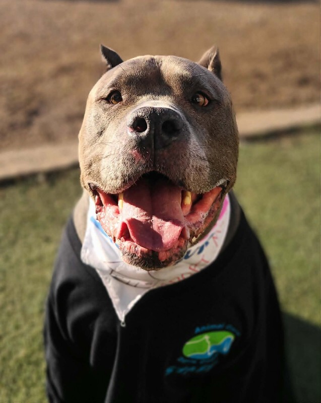 Picture of the Animal Listed